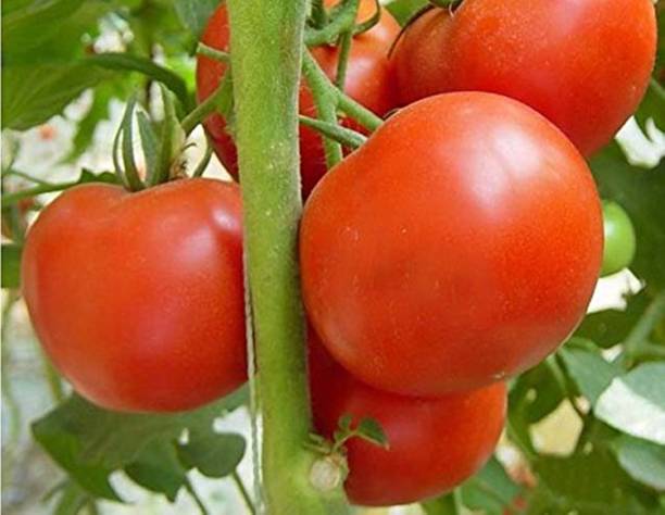 VNR Tomato Seed
