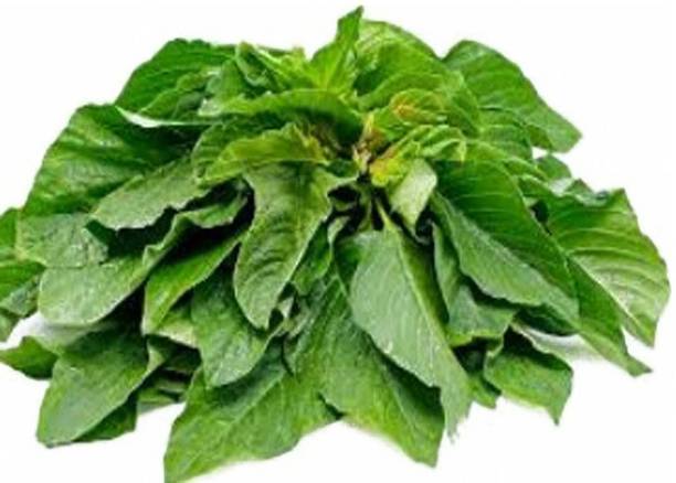 Sjeme GREEN AMARANTHUS Seed