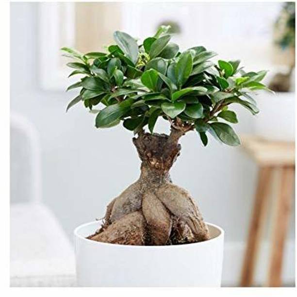EVY Ficus Bonsai Plant