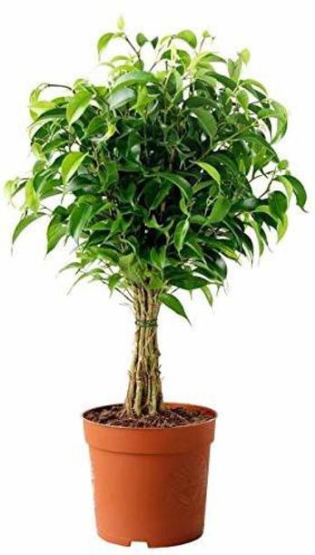Cloud Farm Ficus Plant