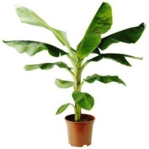 Arlo Banana Plant