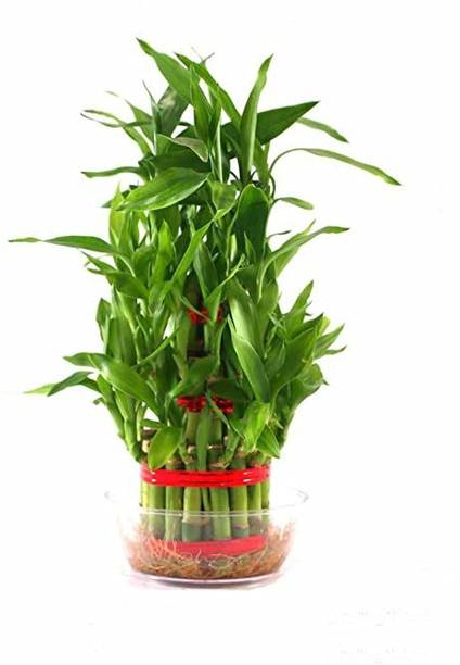 GHF Two Layer Bamboo Plant