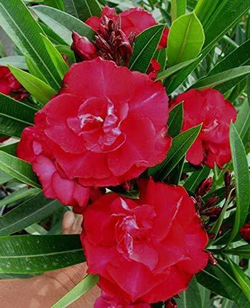 Cloud Farm Kaner Plant