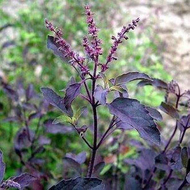 Risenshine Tulsi Plant