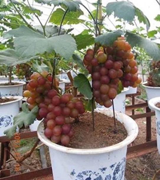 Arlo Grape Plant