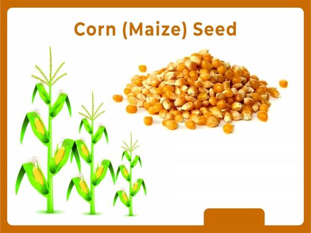 ActrovaX Bran Corn(Maize) [250gm Seeds] Seed