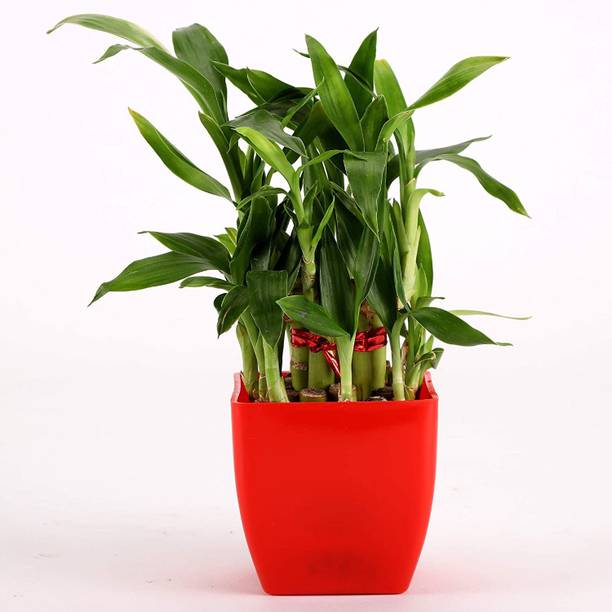 FNPCRAFT Two Layer Bamboo Plant