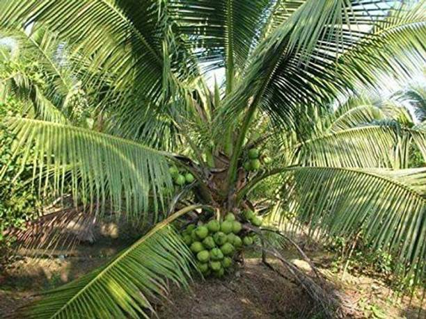 EVY Coconut Plant