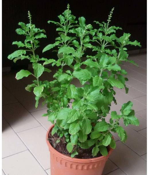 VibeX ® VXI-58-Tulsi Seeds"Holy Basil" Seed