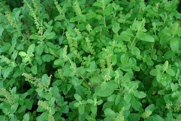 Green World Rama Tulsi Seed