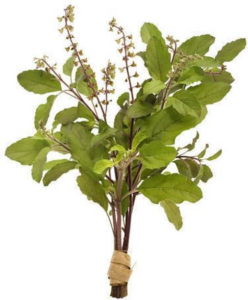 rmd Tulsi Holy Basil Seed