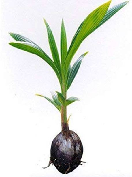 Arlo Coconut Plant