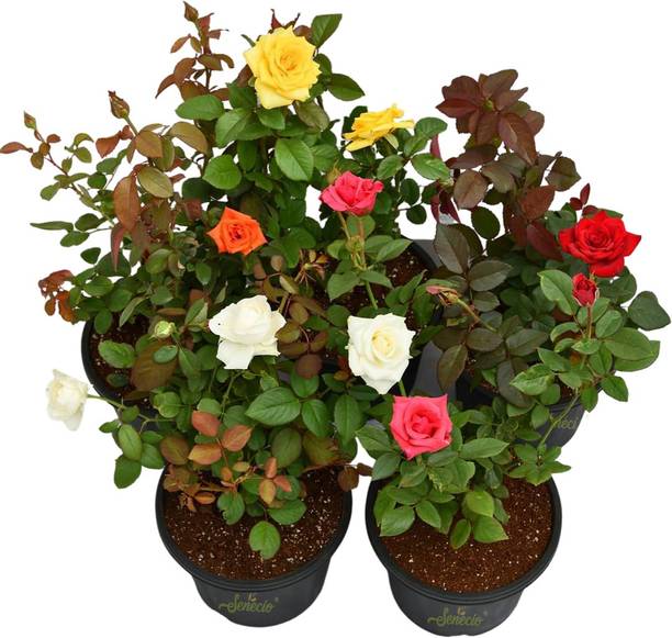 Cloud Farm Rose Plant