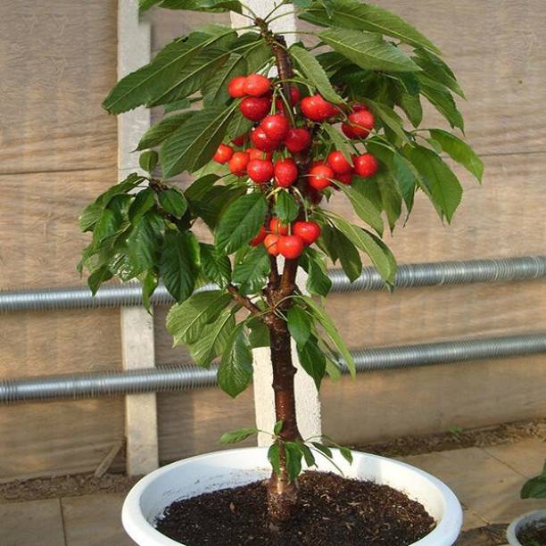 Arlo Cherry Fruit Plant