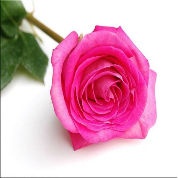 Arlo Rose Plant