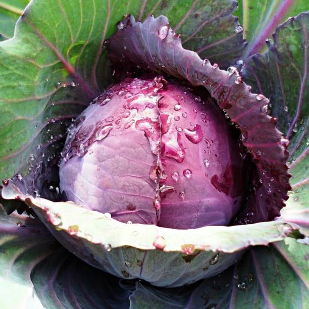 XOLDA Red cabbage Seed