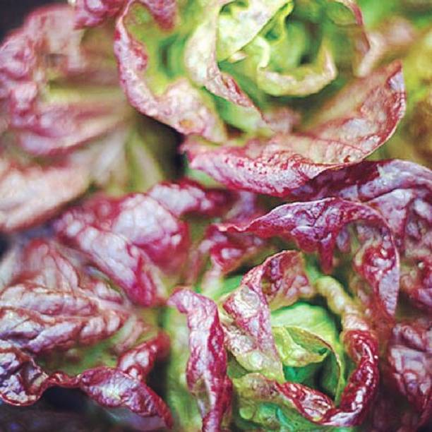 XOLDA Lettuce butter head red Seed