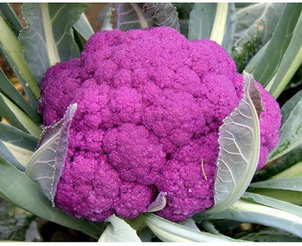 XOLDA Gobi purple Seed