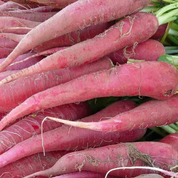 XOLDA Red carrot Seed