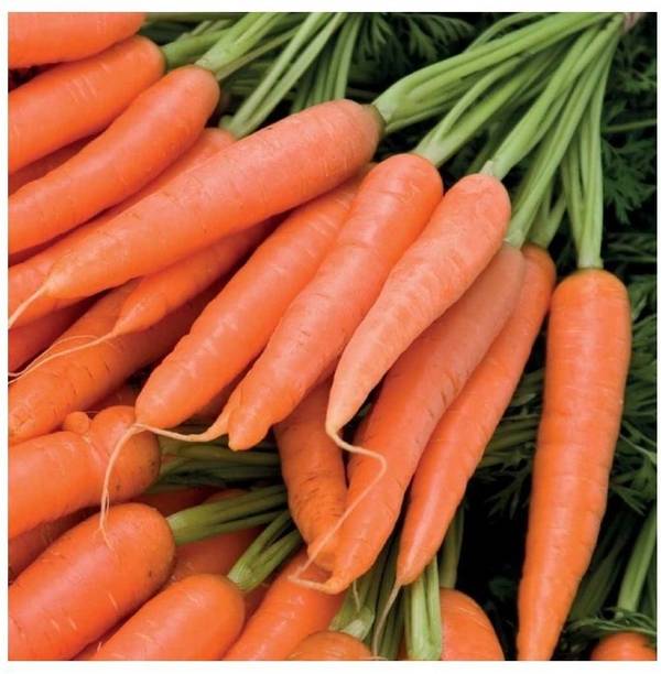 XOLDA carrot orange Seed