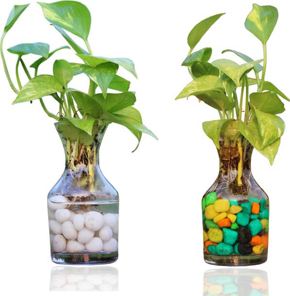 greennursery Money Plant