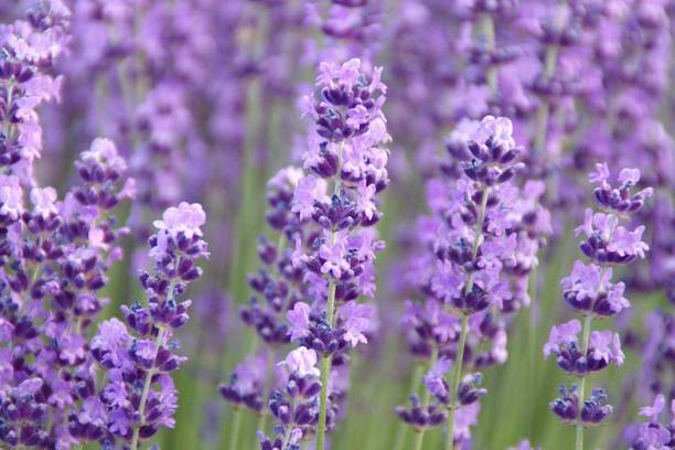 sporos Lavender Seed