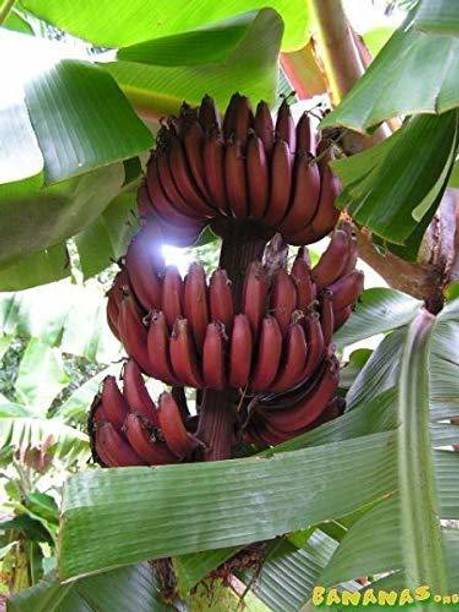 Live World Banana Plant