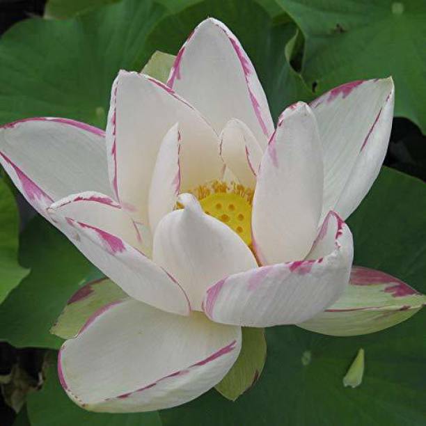 VibeX Lotus Flower Seed