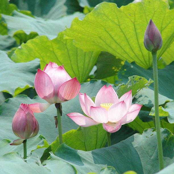 VibeX Lotus Seed