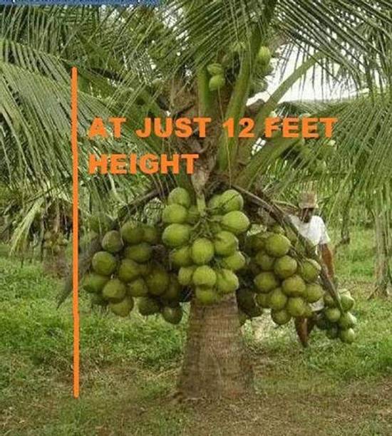 ट्रोथिक नारियल का पौधा पौधा