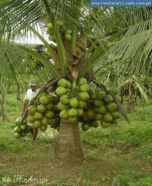 Trothic Coconut Plant