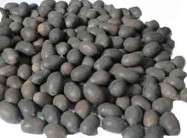 SHIVAKARI Kamal Gatta Seed