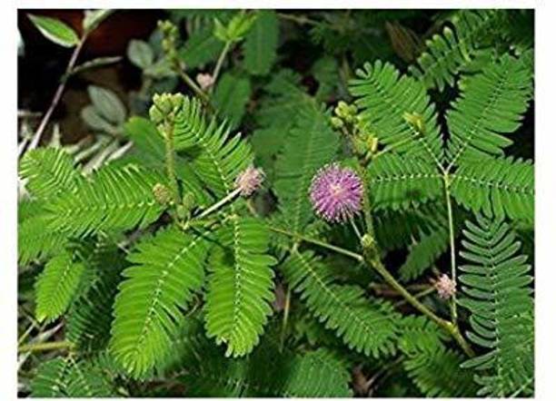 saraswati traders ZZ Plant
