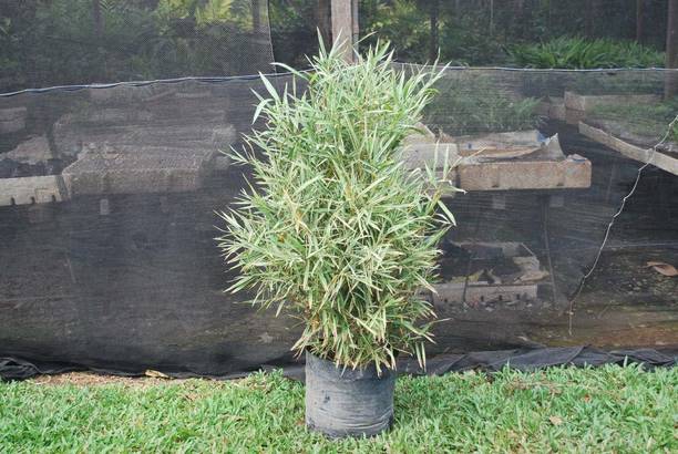 saraswati traders Two Layer Bamboo Plant