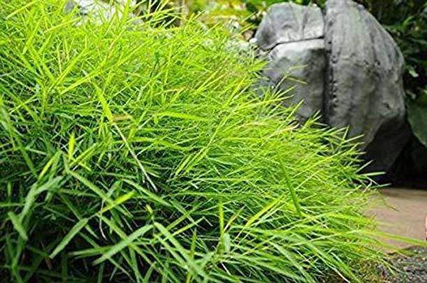 saraswati traders Two Layer Bamboo Plant