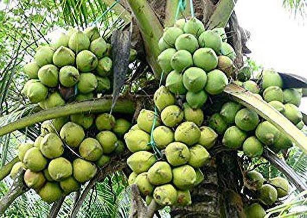 saraswati traders Coconut Plant