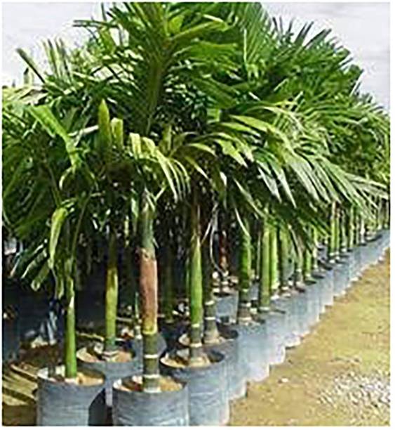 Cloud Farm Betel Nut/Supari Plant