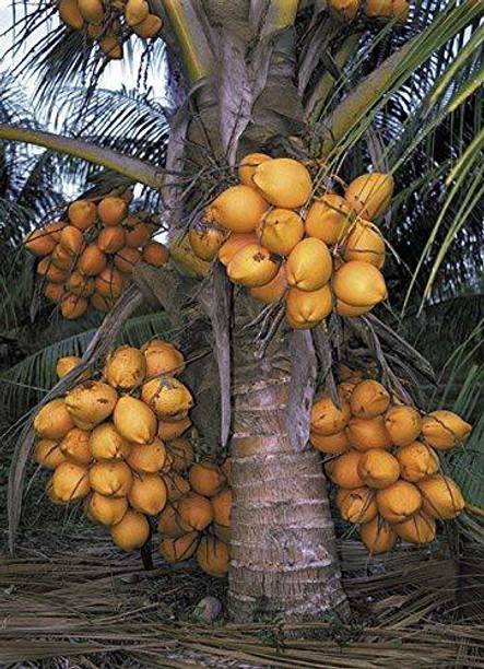 रिजेनशाइन नारियल का पौधा पौधा