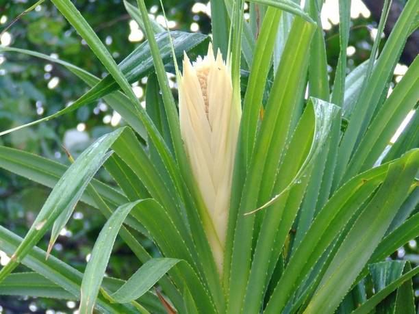 Indiana Herbalife Kewda Plant