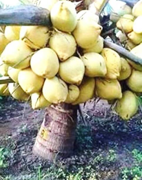 samarthgreen Coconut Plant