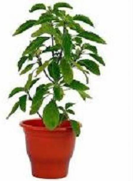 The Nursery Tulsi Plant
