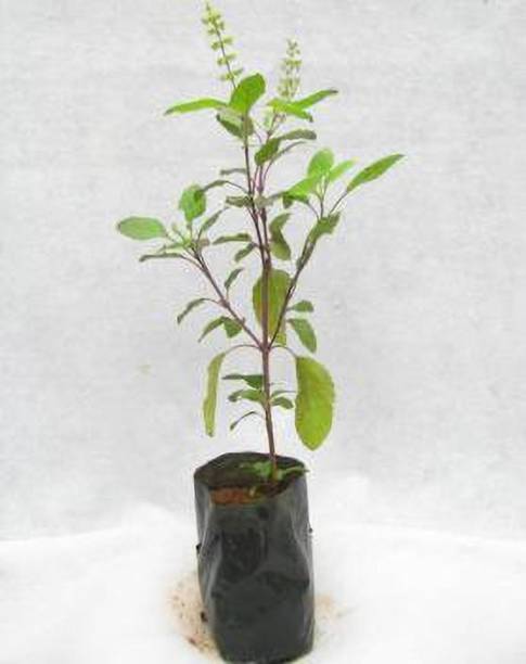 EVY Tulsi Plant
