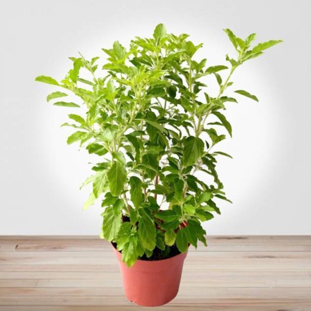 Ukaanda Tulsi Plant