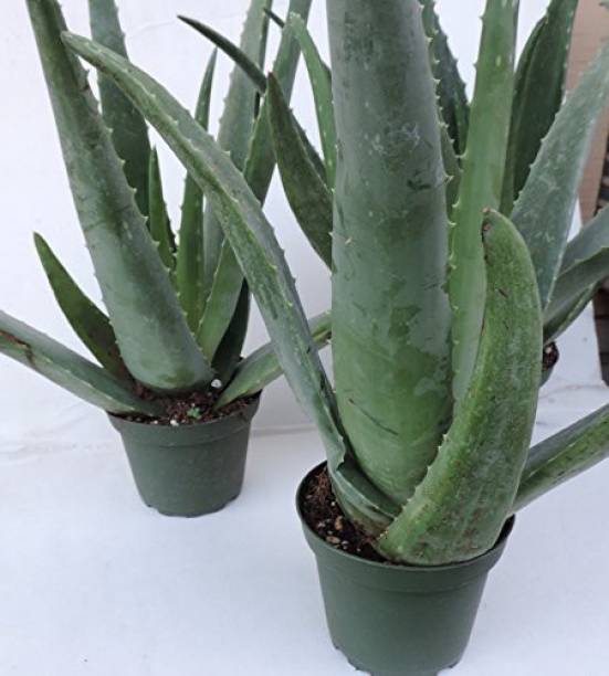 Arlo Aloe Vera Plant