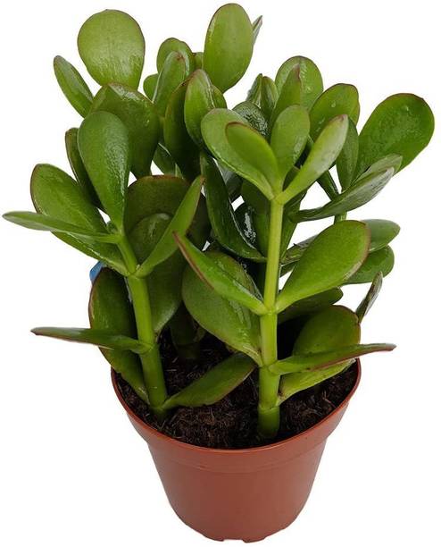Aquinnah ZZ Plant