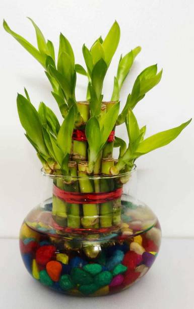 GHF Two Layer Bamboo Plant