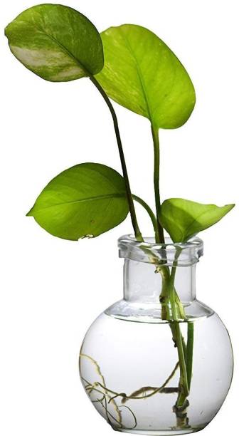 Namisha Round Glass Vase | For Money Plant, Lucky Bamboo Plant | Elegant Ball Shaped Vase | Flower Pot | 12X10 Cm Clear Glass Vase
