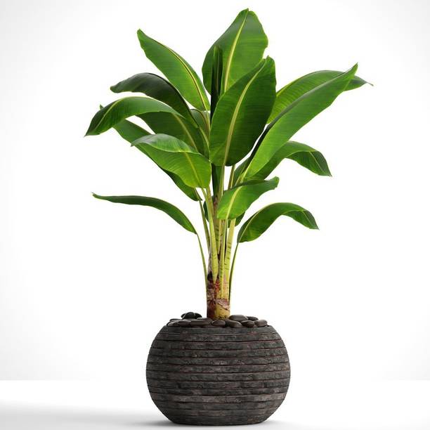 EverGarden Banana Plant