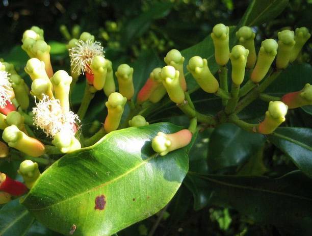 Cloud Farm Clove Plant
