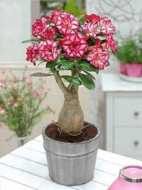 LaughEarth Adenium Plant
